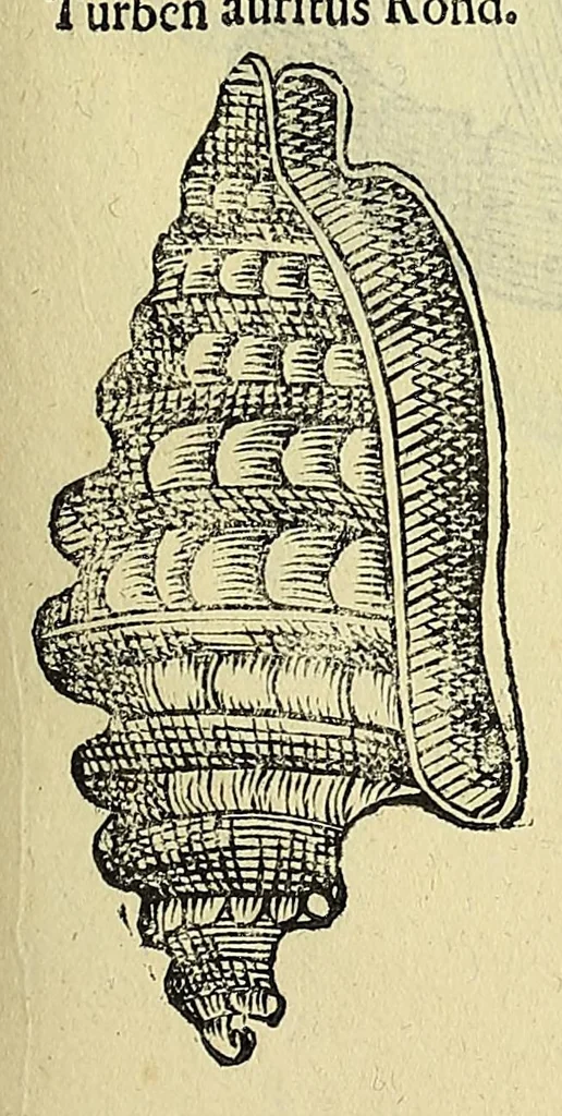 An illustration from Vlyssis Aldrovandi philosophi, et medici Bononiensis, De reliquis animalibus exanguibus libri quatuor, 1606, leaf 367