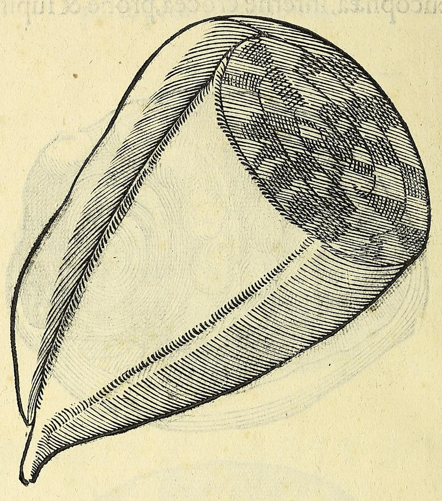 An illustration from Vlyssis Aldrovandi philosophi, et medici Bononiensis, De reliquis animalibus exanguibus libri quatuor, 1606, leaf 370