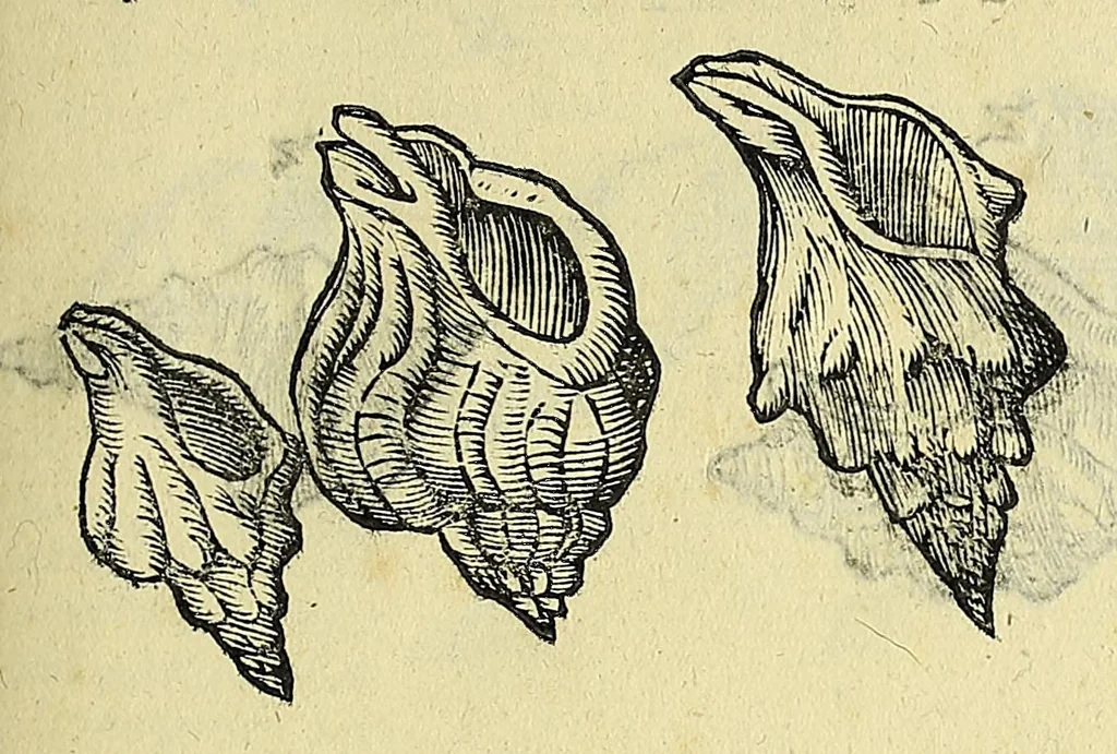 An illustration from Vlyssis Aldrovandi philosophi, et medici Bononiensis, De reliquis animalibus exanguibus libri quatuor, 1606, leaf 375