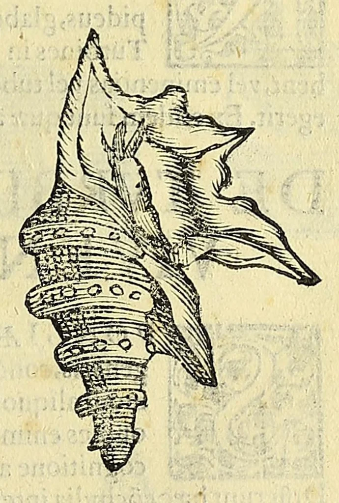 An illustration from Vlyssis Aldrovandi philosophi, et medici Bononiensis, De reliquis animalibus exanguibus libri quatuor, 1606, leaf 375