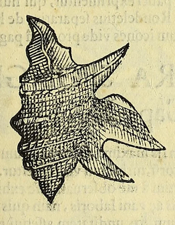 An illustration from Vlyssis Aldrovandi philosophi, et medici Bononiensis, De reliquis animalibus exanguibus libri quatuor, 1606, leaf 375