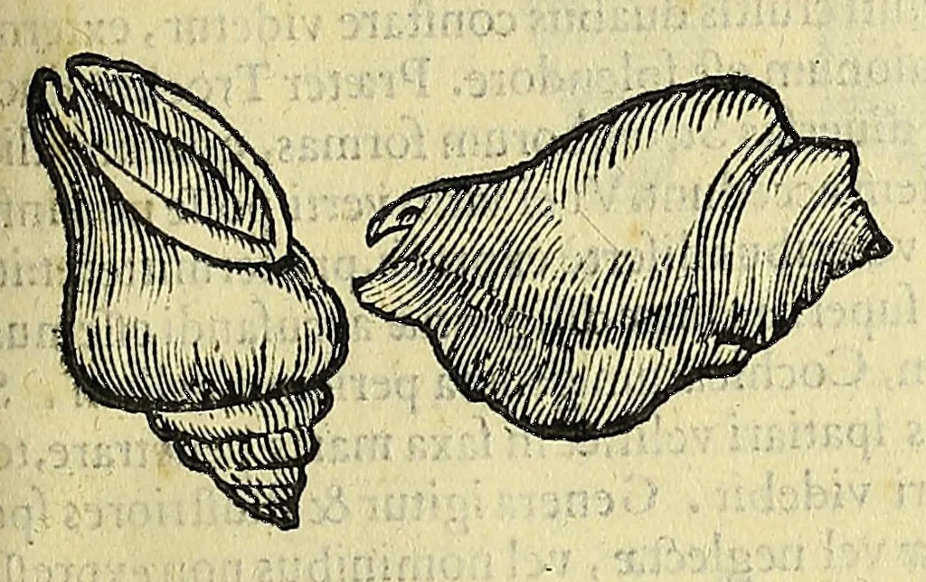 An illustration from Vlyssis Aldrovandi philosophi, et medici Bononiensis, De reliquis animalibus exanguibus libri quatuor, 1606, leaf 379
