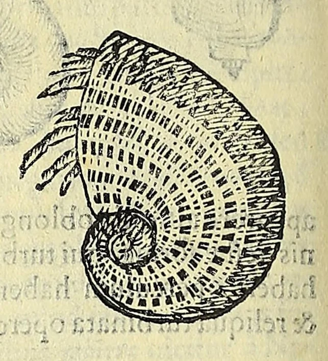 An illustration from Vlyssis Aldrovandi philosophi, et medici Bononiensis, De reliquis animalibus exanguibus libri quatuor, 1606, leaf 384