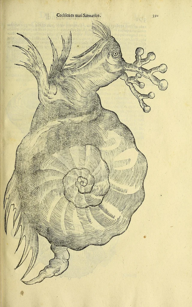An illustration from Vlyssis Aldrovandi philosophi, et medici Bononiensis, De reliquis animalibus exanguibus libri quatuor, 1606, leaf 409