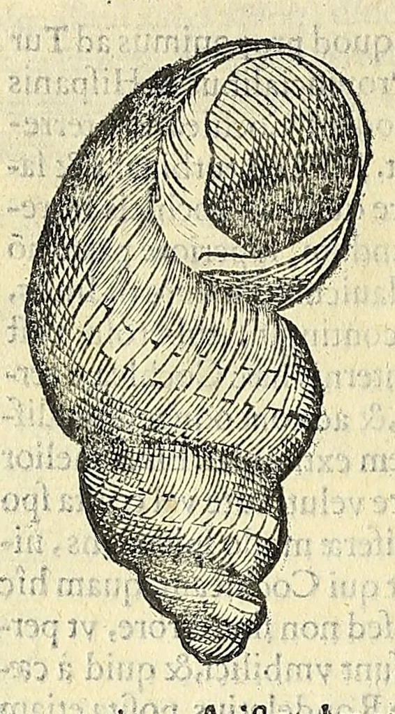 An illustration from Vlyssis Aldrovandi philosophi, et medici Bononiensis, De reliquis animalibus exanguibus libri quatuor, 1606, leaf 412