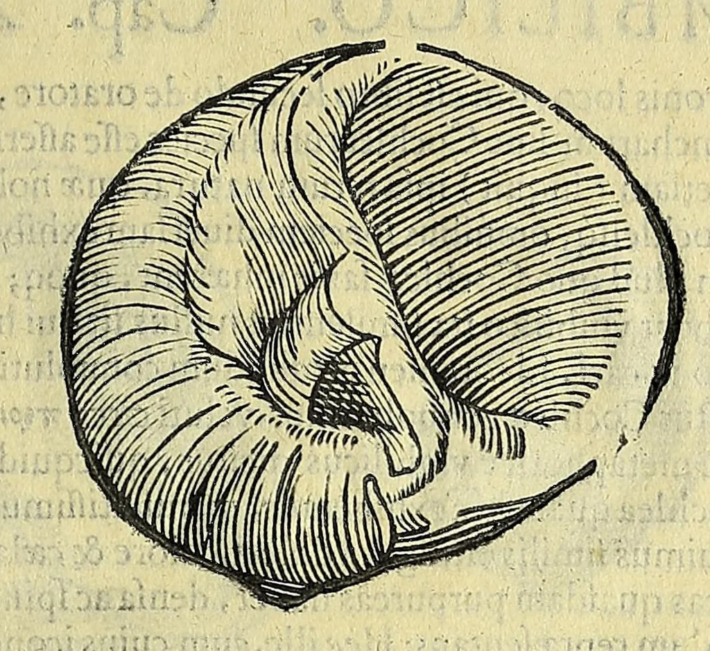 An illustration from Vlyssis Aldrovandi philosophi, et medici Bononiensis, De reliquis animalibus exanguibus libri quatuor, 1606, leaf 415