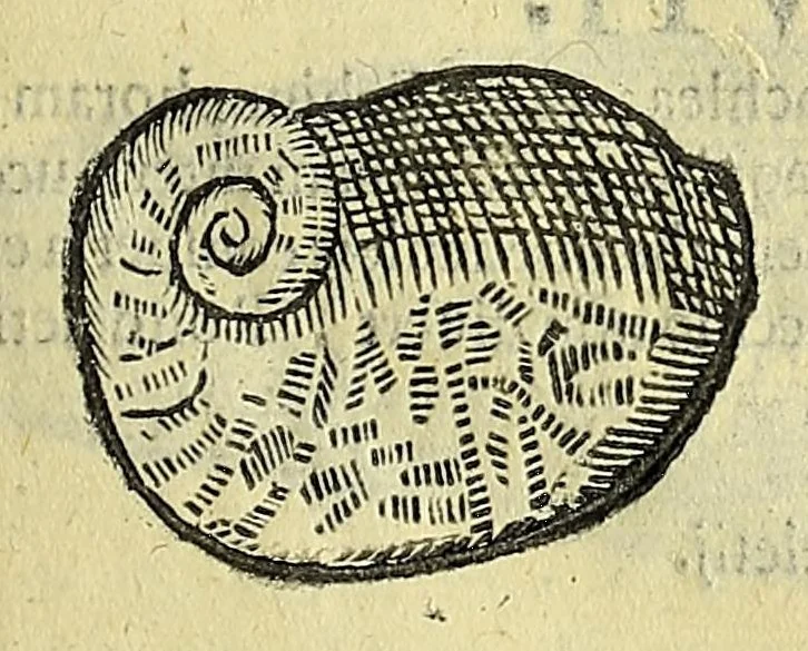 An illustration from Vlyssis Aldrovandi philosophi, et medici Bononiensis, De reliquis animalibus exanguibus libri quatuor, 1606, leaf 415
