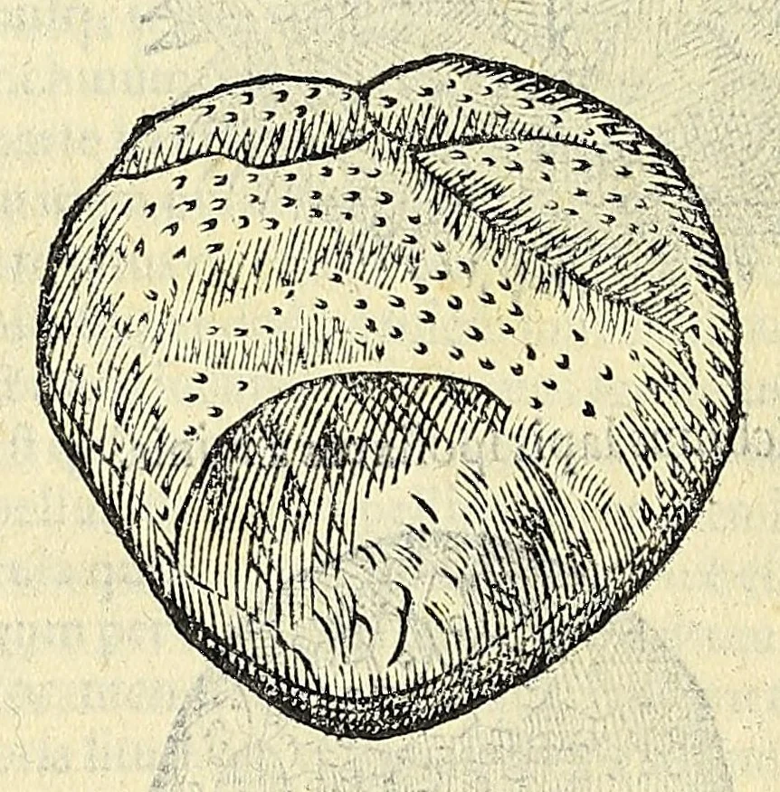 An illustration from Vlyssis Aldrovandi philosophi, et medici Bononiensis, De reliquis animalibus exanguibus libri quatuor, 1606, leaf 422