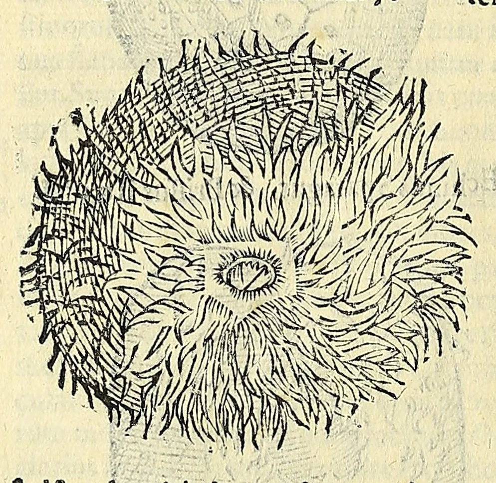 An illustration from Vlyssis Aldrovandi philosophi, et medici Bononiensis, De reliquis animalibus exanguibus libri quatuor, 1606, leaf 422