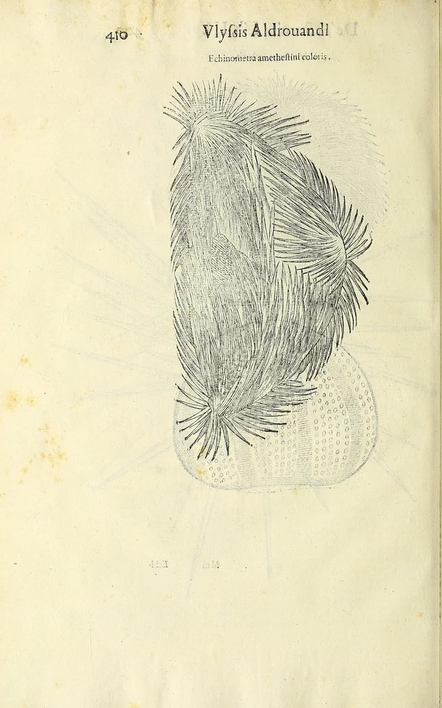 An illustration from Vlyssis Aldrovandi philosophi, et medici Bononiensis, De reliquis animalibus exanguibus libri quatuor, 1606, leaf 428