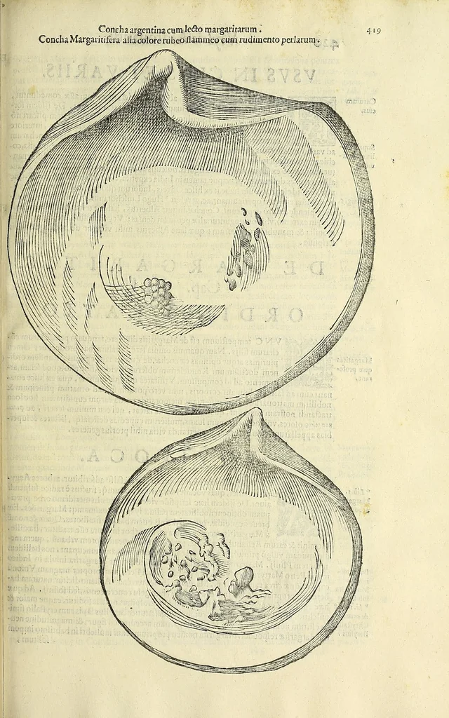 An illustration from Vlyssis Aldrovandi philosophi, et medici Bononiensis, De reliquis animalibus exanguibus libri quatuor, 1606, leaf 437
