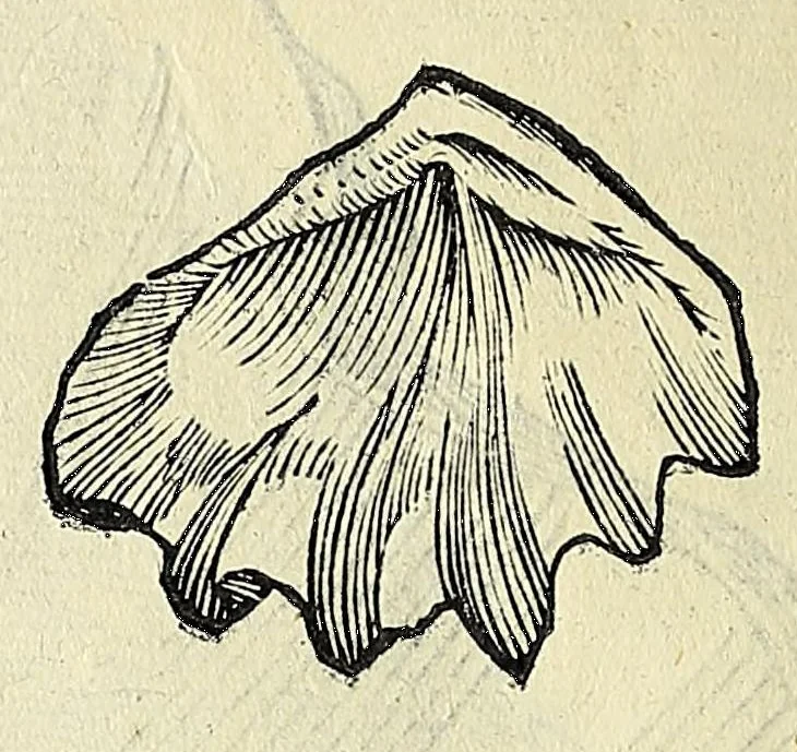 An illustration from Vlyssis Aldrovandi philosophi, et medici Bononiensis, De reliquis animalibus exanguibus libri quatuor, 1606, leaf 468
