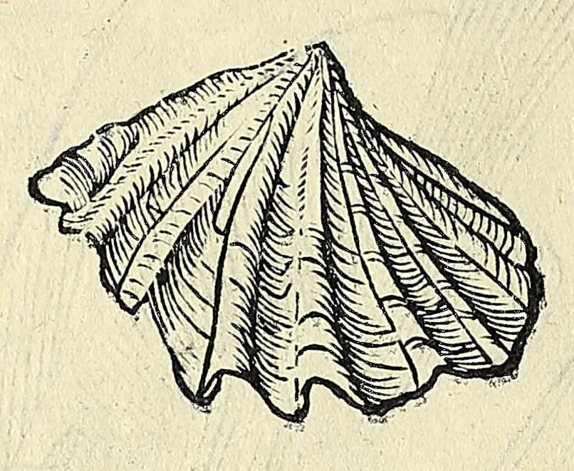 An illustration from Vlyssis Aldrovandi philosophi, et medici Bononiensis, De reliquis animalibus exanguibus libri quatuor, 1606, leaf 468