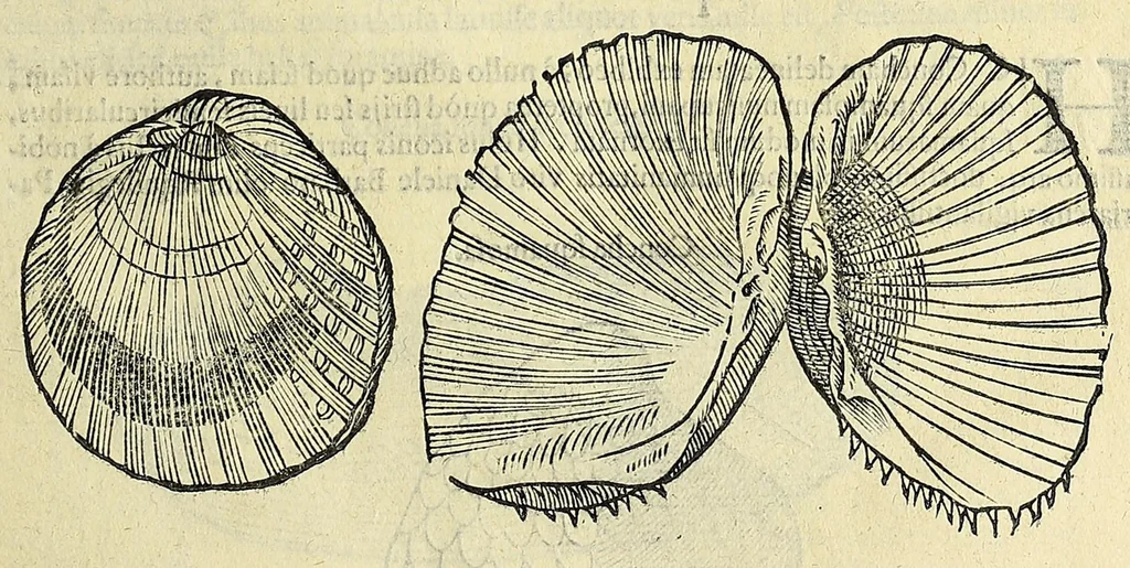 An illustration from Vlyssis Aldrovandi philosophi, et medici Bononiensis, De reliquis animalibus exanguibus libri quatuor, 1606, leaf 471