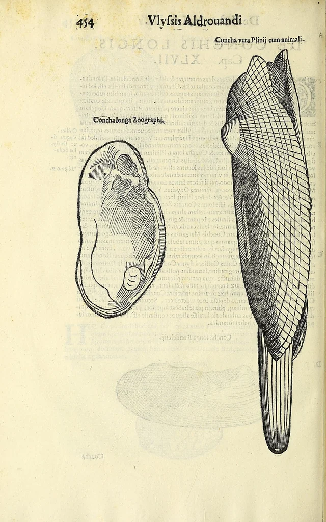 An illustration from Vlyssis Aldrovandi philosophi, et medici Bononiensis, De reliquis animalibus exanguibus libri quatuor, 1606, leaf 474