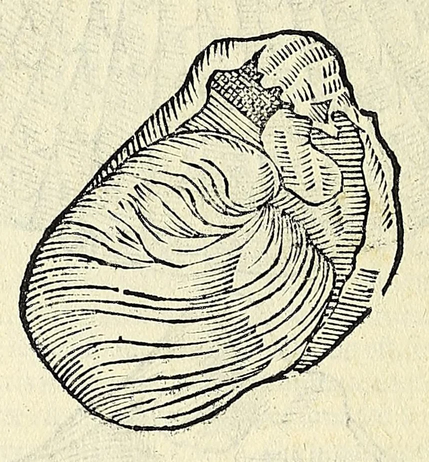 An illustration from Vlyssis Aldrovandi philosophi, et medici Bononiensis, De reliquis animalibus exanguibus libri quatuor, 1606, leaf 478