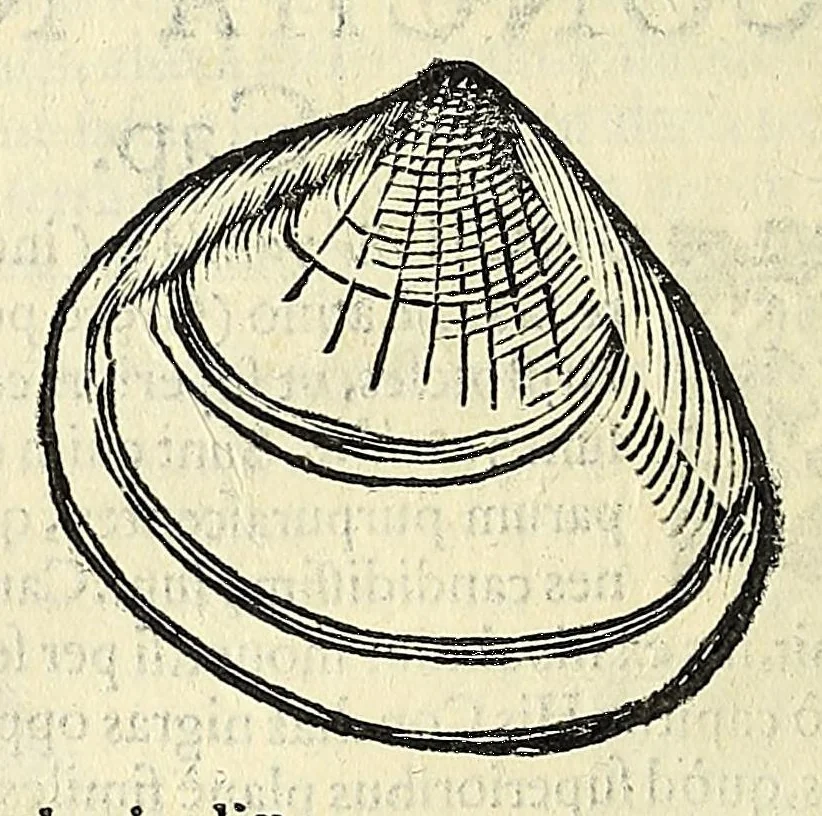 An illustration from Vlyssis Aldrovandi philosophi, et medici Bononiensis, De reliquis animalibus exanguibus libri quatuor, 1606, leaf 482