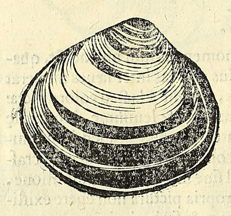 An illustration from Vlyssis Aldrovandi philosophi, et medici Bononiensis, De reliquis animalibus exanguibus libri quatuor, 1606, leaf 482