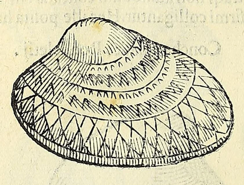 An illustration from Vlyssis Aldrovandi philosophi, et medici Bononiensis, De reliquis animalibus exanguibus libri quatuor, 1606, leaf 482