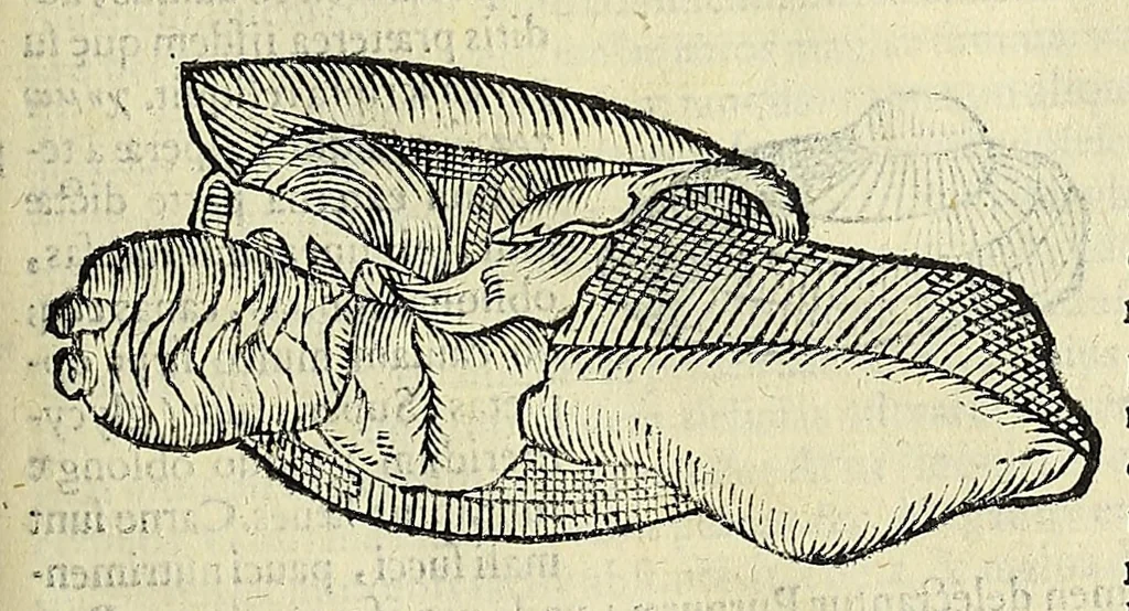 An illustration from Vlyssis Aldrovandi philosophi, et medici Bononiensis, De reliquis animalibus exanguibus libri quatuor, 1606, leaf 495