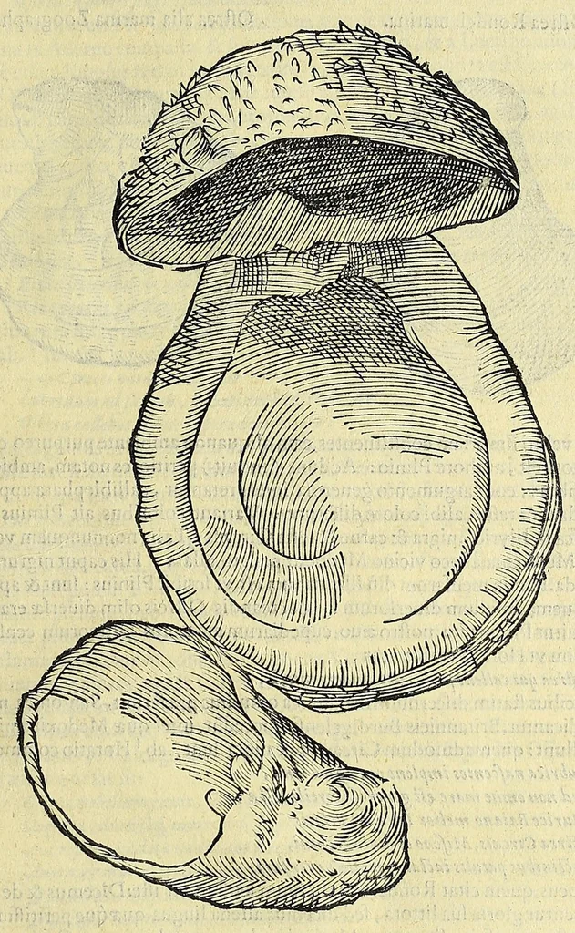 An illustration from Vlyssis Aldrovandi philosophi, et medici Bononiensis, De reliquis animalibus exanguibus libri quatuor, 1606, leaf 501