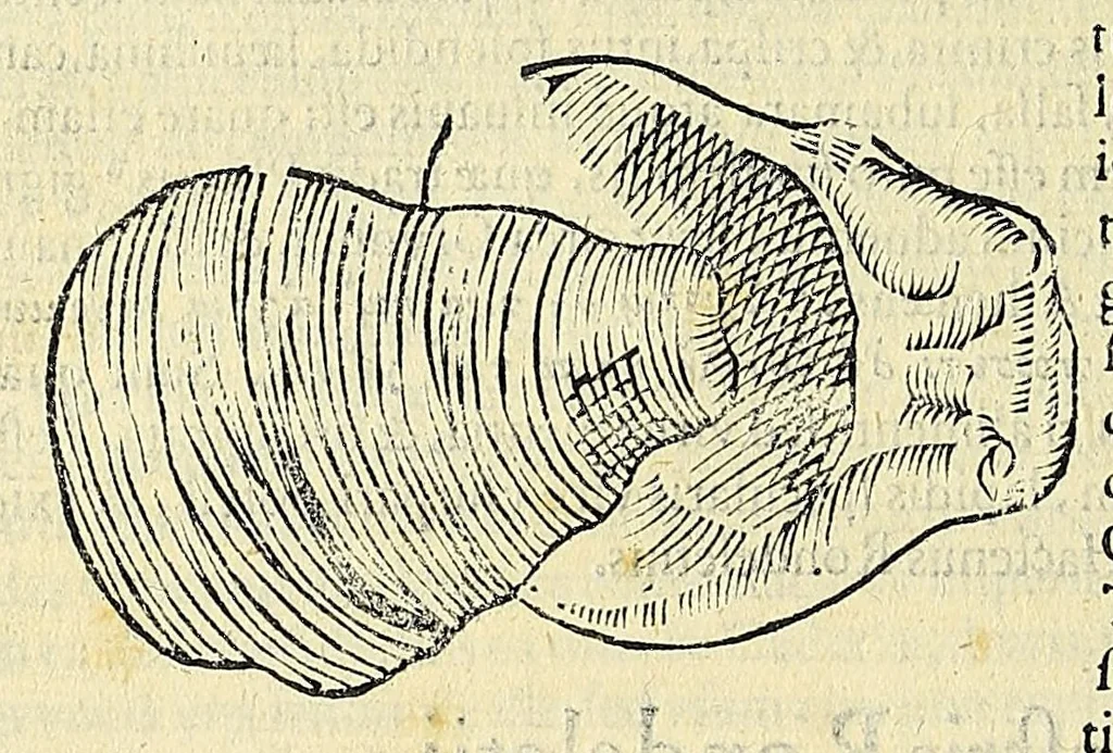 An illustration from Vlyssis Aldrovandi philosophi, et medici Bononiensis, De reliquis animalibus exanguibus libri quatuor, 1606, leaf 512