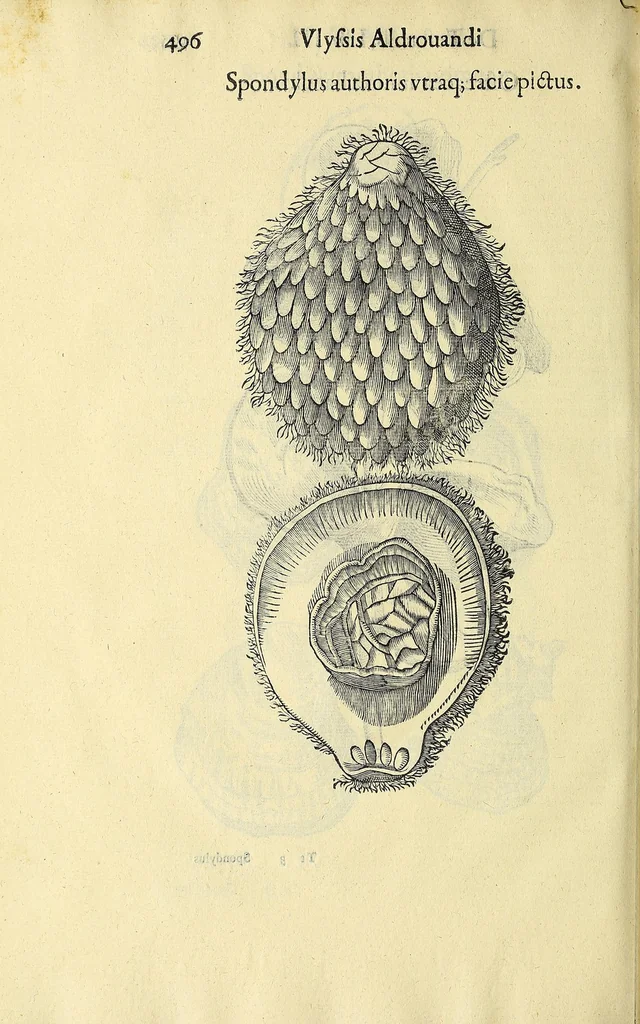 An illustration from Vlyssis Aldrovandi philosophi, et medici Bononiensis, De reliquis animalibus exanguibus libri quatuor, 1606, leaf 516