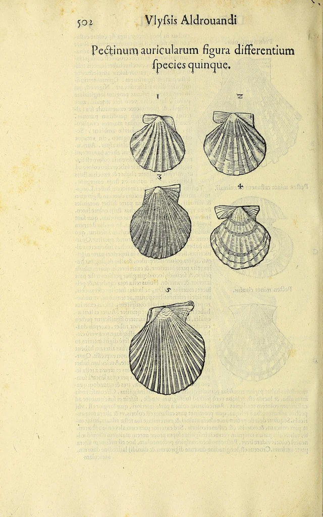 An illustration from Vlyssis Aldrovandi philosophi, et medici Bononiensis, De reliquis animalibus exanguibus libri quatuor, 1606, leaf 522