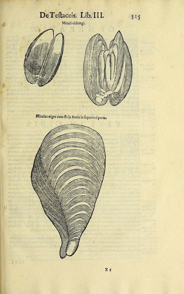 An illustration from Vlyssis Aldrovandi philosophi, et medici Bononiensis, De reliquis animalibus exanguibus libri quatuor, 1606, leaf 535