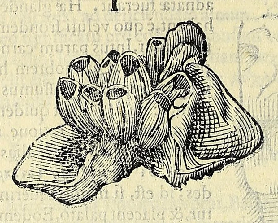 An illustration from Vlyssis Aldrovandi philosophi, et medici Bononiensis, De reliquis animalibus exanguibus libri quatuor, 1606, leaf 544