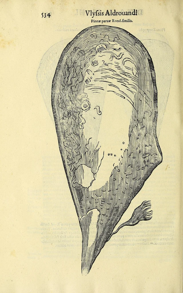 An illustration from Vlyssis Aldrovandi philosophi, et medici Bononiensis, De reliquis animalibus exanguibus libri quatuor, 1606, leaf 554
