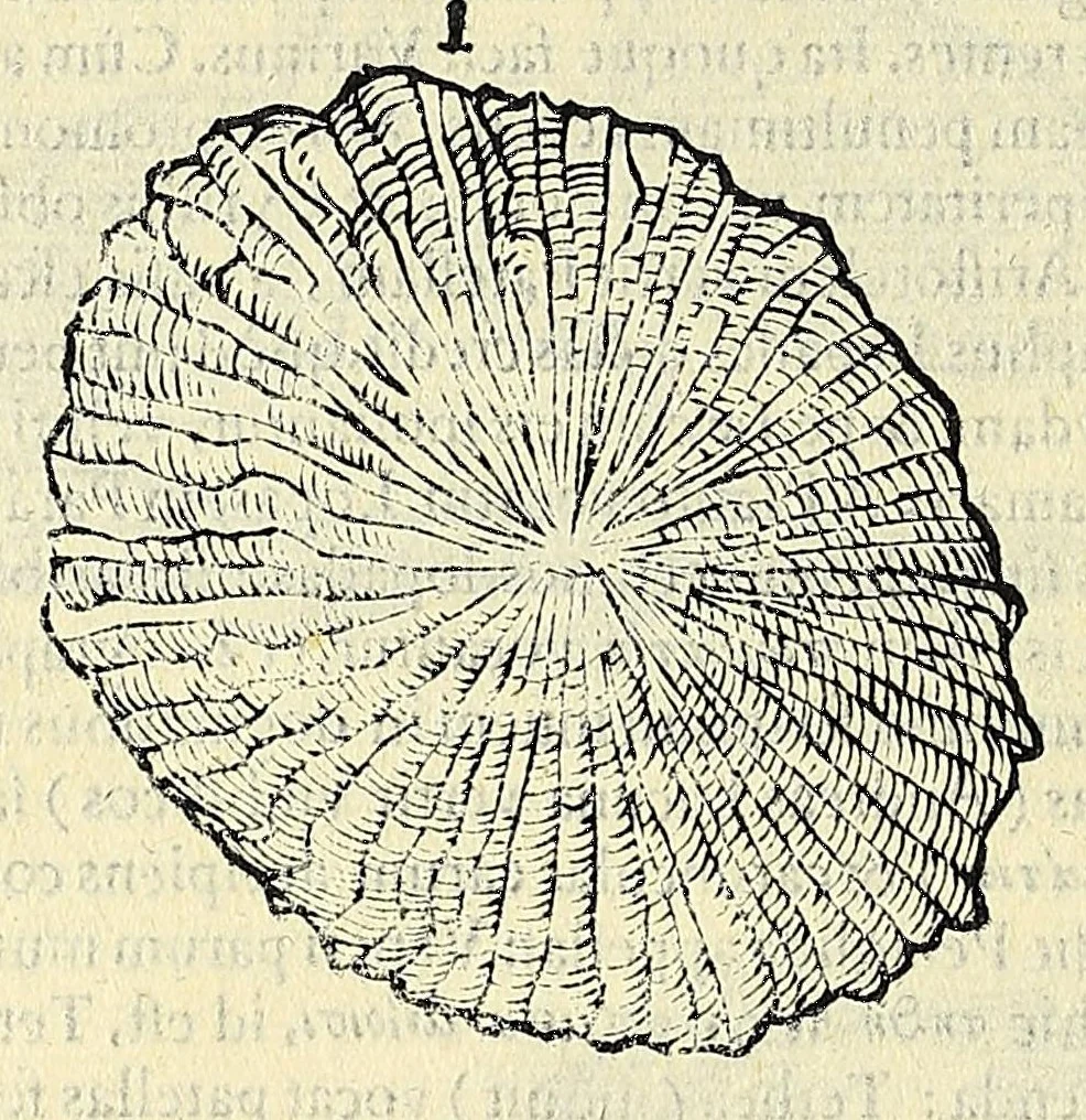 An illustration from Vlyssis Aldrovandi philosophi, et medici Bononiensis, De reliquis animalibus exanguibus libri quatuor, 1606, leaf 566