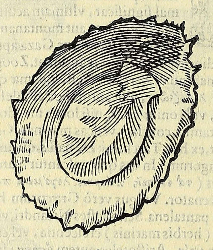An illustration from Vlyssis Aldrovandi philosophi, et medici Bononiensis, De reliquis animalibus exanguibus libri quatuor, 1606, leaf 566