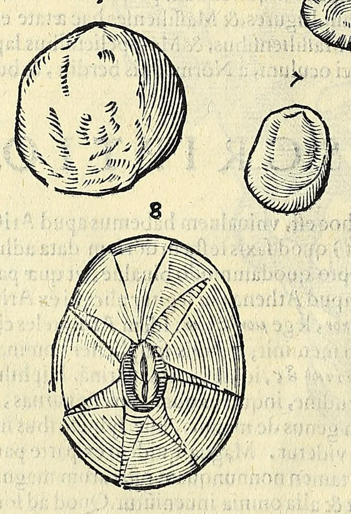 An illustration from Vlyssis Aldrovandi philosophi, et medici Bononiensis, De reliquis animalibus exanguibus libri quatuor, 1606, leaf 566