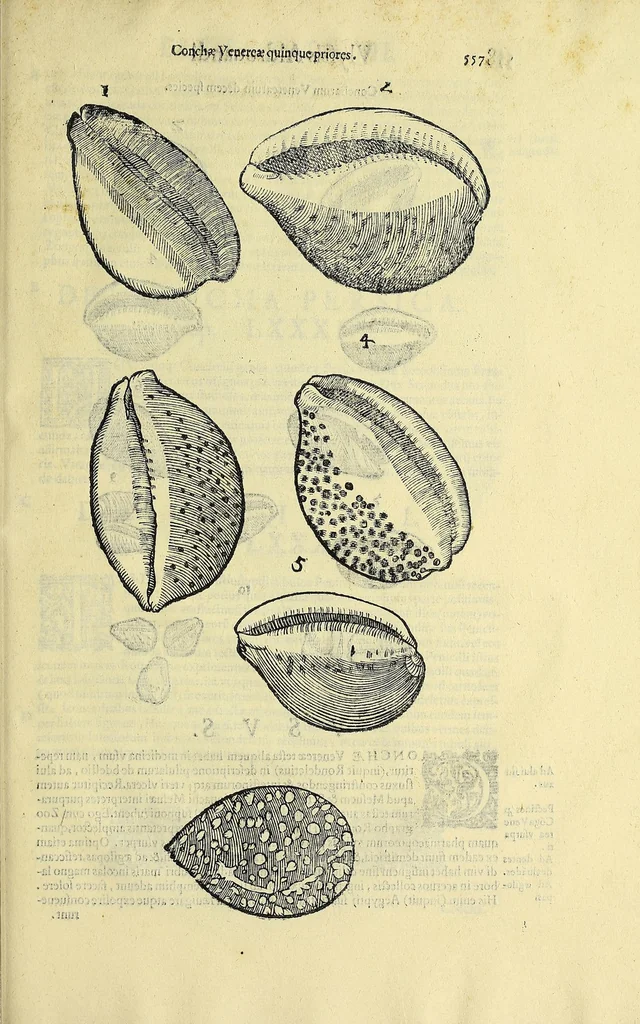 An illustration from Vlyssis Aldrovandi philosophi, et medici Bononiensis, De reliquis animalibus exanguibus libri quatuor, 1606, leaf 577