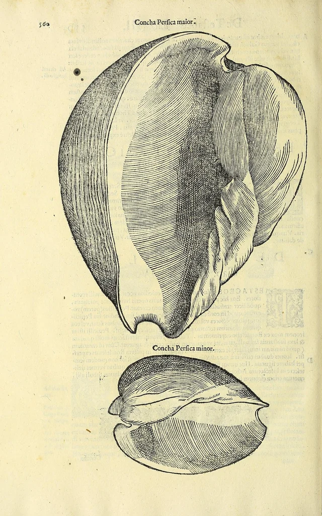 An illustration from Vlyssis Aldrovandi philosophi, et medici Bononiensis, De reliquis animalibus exanguibus libri quatuor, 1606, leaf 580