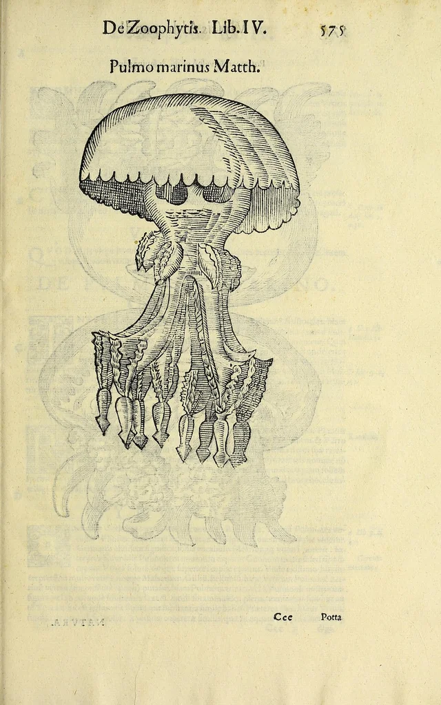 An illustration from Vlyssis Aldrovandi philosophi, et medici Bononiensis, De reliquis animalibus exanguibus libri quatuor, 1606, leaf 595