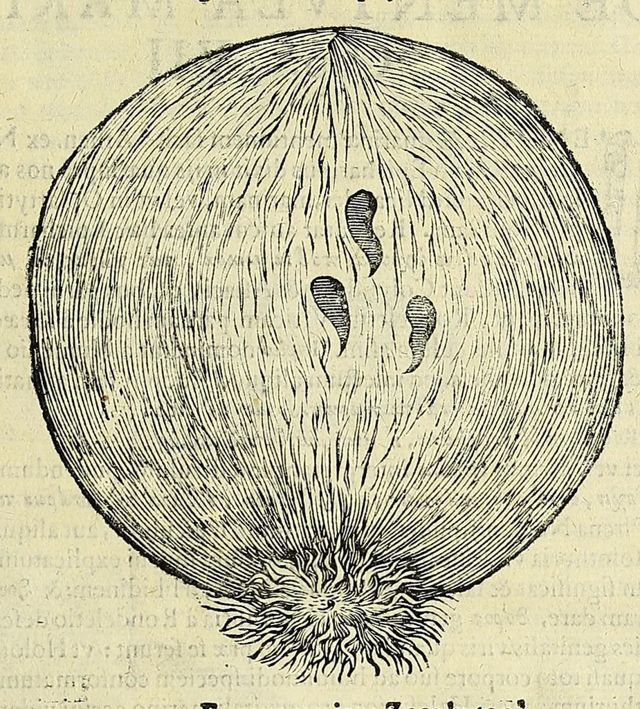 An illustration from Vlyssis Aldrovandi philosophi, et medici Bononiensis, De reliquis animalibus exanguibus libri quatuor, 1606, leaf 607