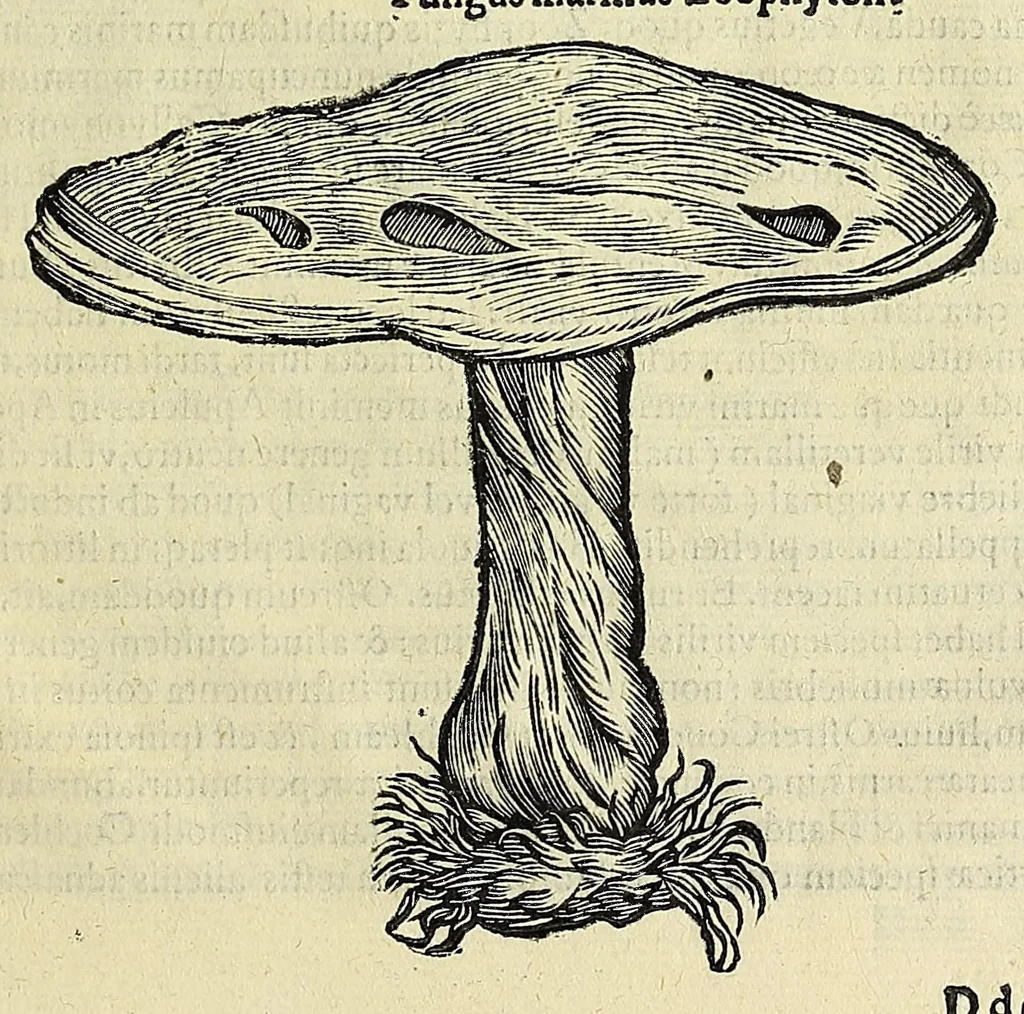 An illustration from Vlyssis Aldrovandi philosophi, et medici Bononiensis, De reliquis animalibus exanguibus libri quatuor, 1606, leaf 607
