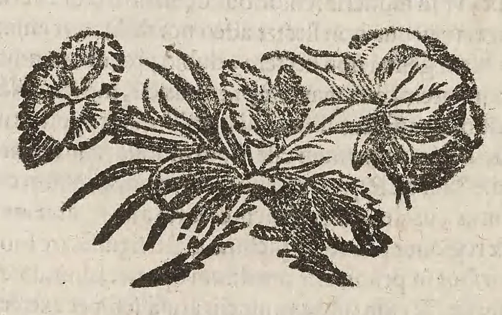 An illustration from Vlyssis Aldrovandi patricii Bononiensis De quadrupedibus solidipedibus volumen integrum, 1639, leaf 482