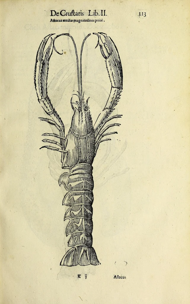 An illustration from Vlyssis Aldrovandi philosophi, et medici Bononiensis De reliquis animalibus exanguibus libri quatuor, 1642, leaf 125