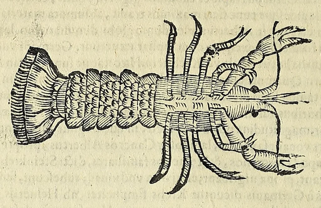 An illustration from Vlyssis Aldrovandi philosophi, et medici Bononiensis De reliquis animalibus exanguibus libri quatuor, 1642, leaf 142