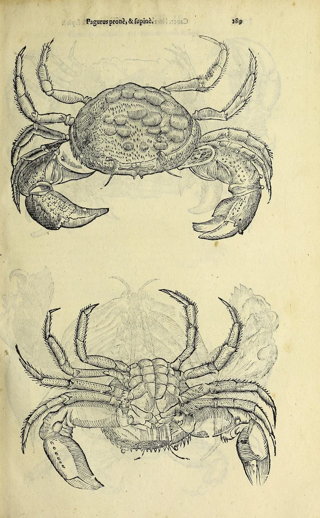 An illustration from Vlyssis Aldrovandi philosophi, et medici Bononiensis De reliquis animalibus exanguibus libri quatuor, 1642, leaf 201