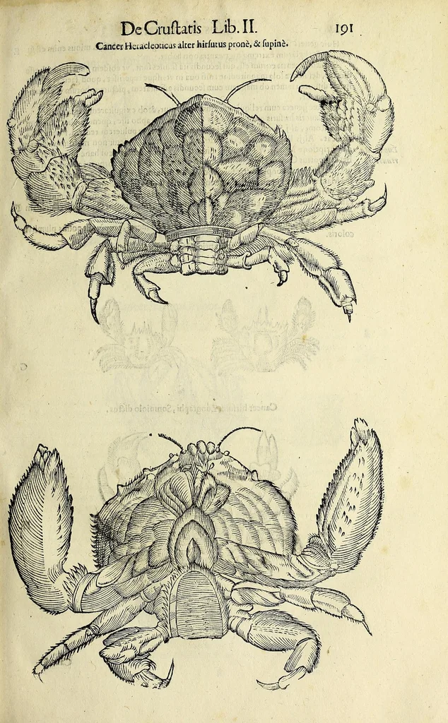 An illustration from Vlyssis Aldrovandi philosophi, et medici Bononiensis De reliquis animalibus exanguibus libri quatuor, 1642, leaf 203