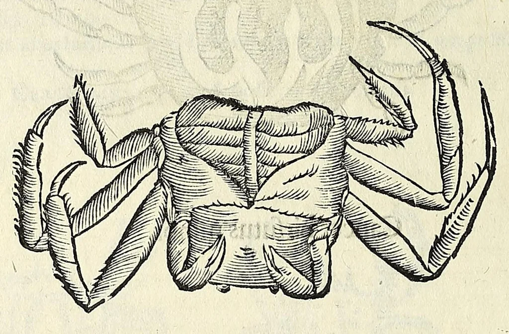 An illustration from Vlyssis Aldrovandi philosophi, et medici Bononiensis De reliquis animalibus exanguibus libri quatuor, 1642, leaf 206