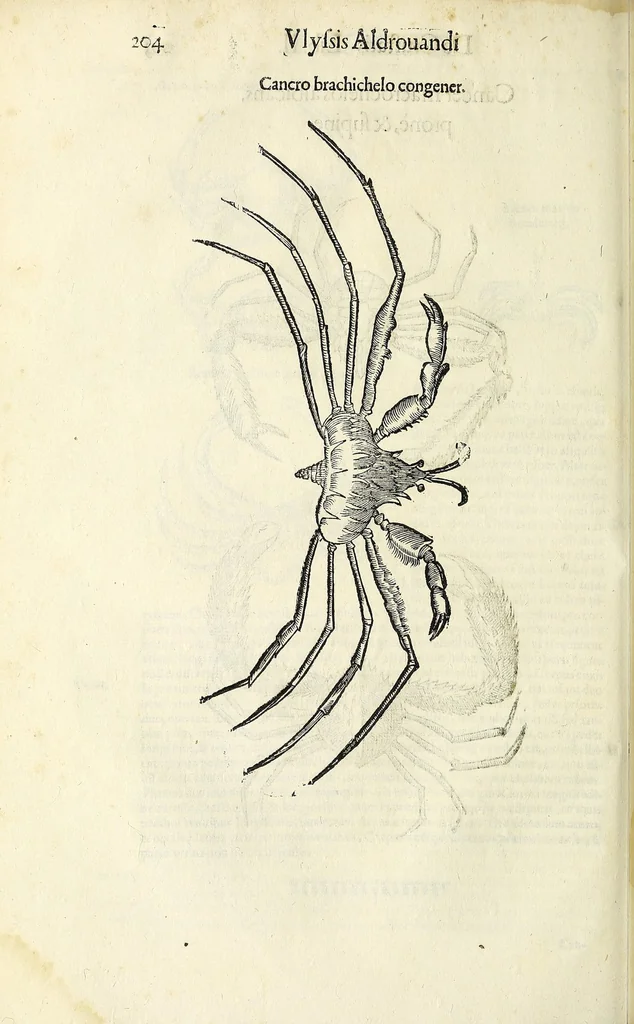 An illustration from Vlyssis Aldrovandi philosophi, et medici Bononiensis De reliquis animalibus exanguibus libri quatuor, 1642, leaf 216