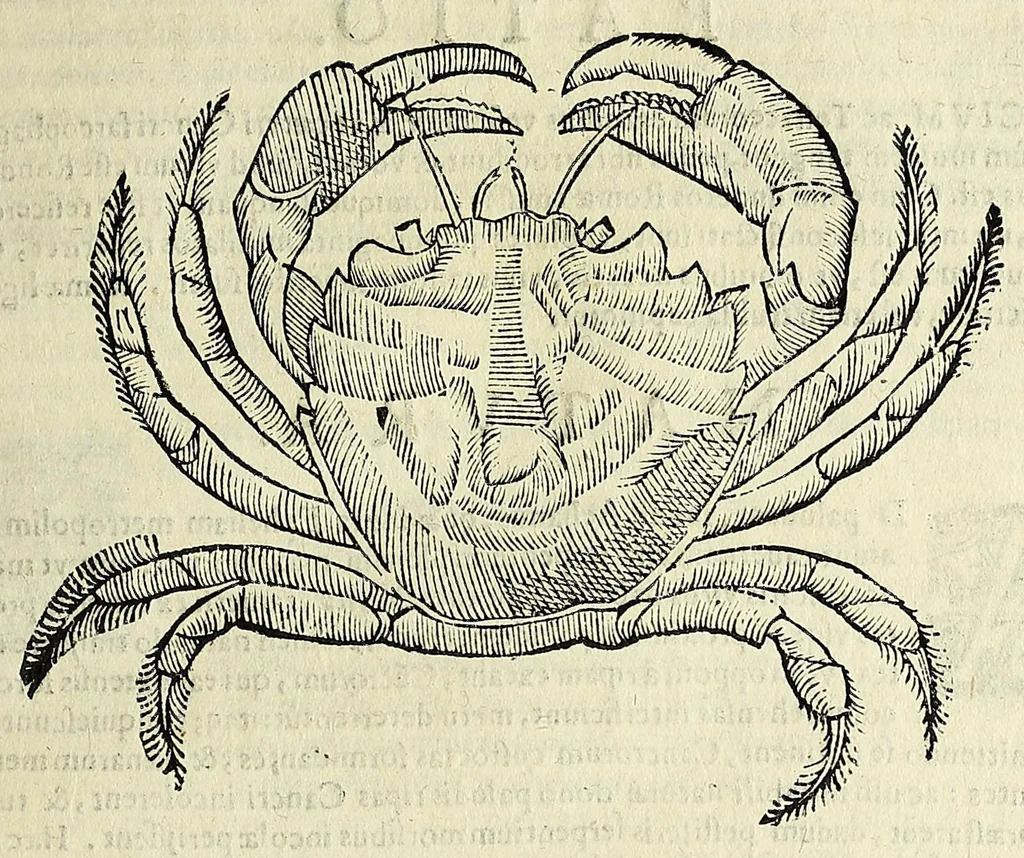 An illustration from Vlyssis Aldrovandi philosophi, et medici Bononiensis De reliquis animalibus exanguibus libri quatuor, 1642, leaf 219