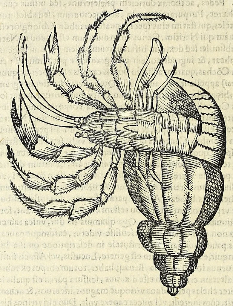 An illustration from Vlyssis Aldrovandi philosophi, et medici Bononiensis De reliquis animalibus exanguibus libri quatuor, 1642, leaf 230