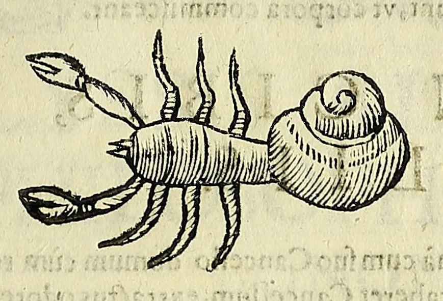 An illustration from Vlyssis Aldrovandi philosophi, et medici Bononiensis De reliquis animalibus exanguibus libri quatuor, 1642, leaf 233