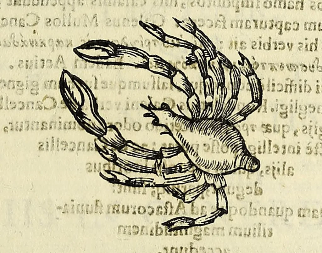 An illustration from Vlyssis Aldrovandi philosophi, et medici Bononiensis De reliquis animalibus exanguibus libri quatuor, 1642, leaf 233